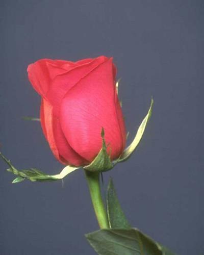 sepide&nbsp;beheshte